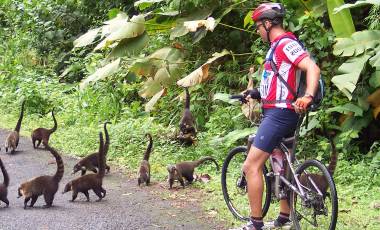 Coatimundi crossing a jungle road with cyclist, Costa Rica