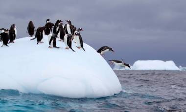 Penguins, Antarctica